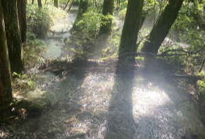 エコスタイル銀座本店 鑑定士　森 愛美里